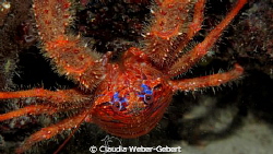 the cliffhanger...upside down by Claudia Weber-Gebert 